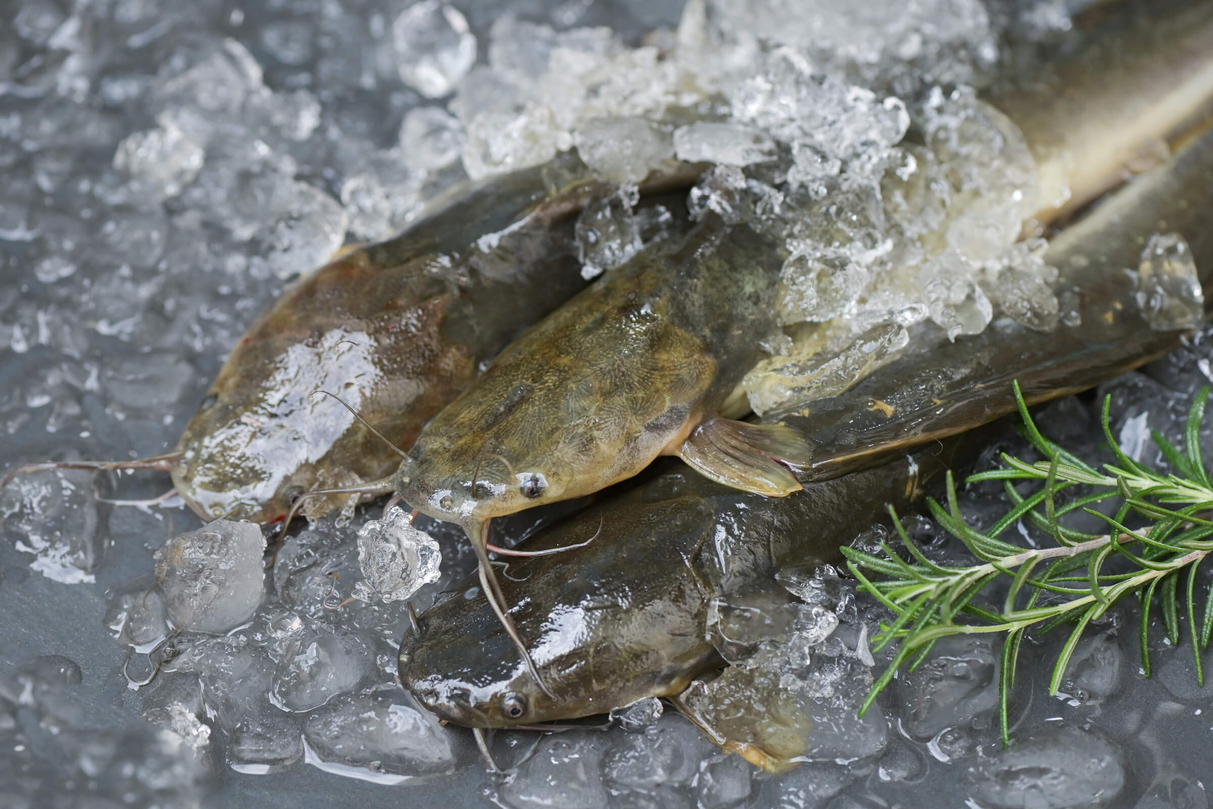 Ideal Palace Farms slideshow image